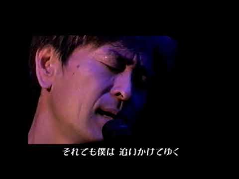 TULIP 夕陽を追いかけて