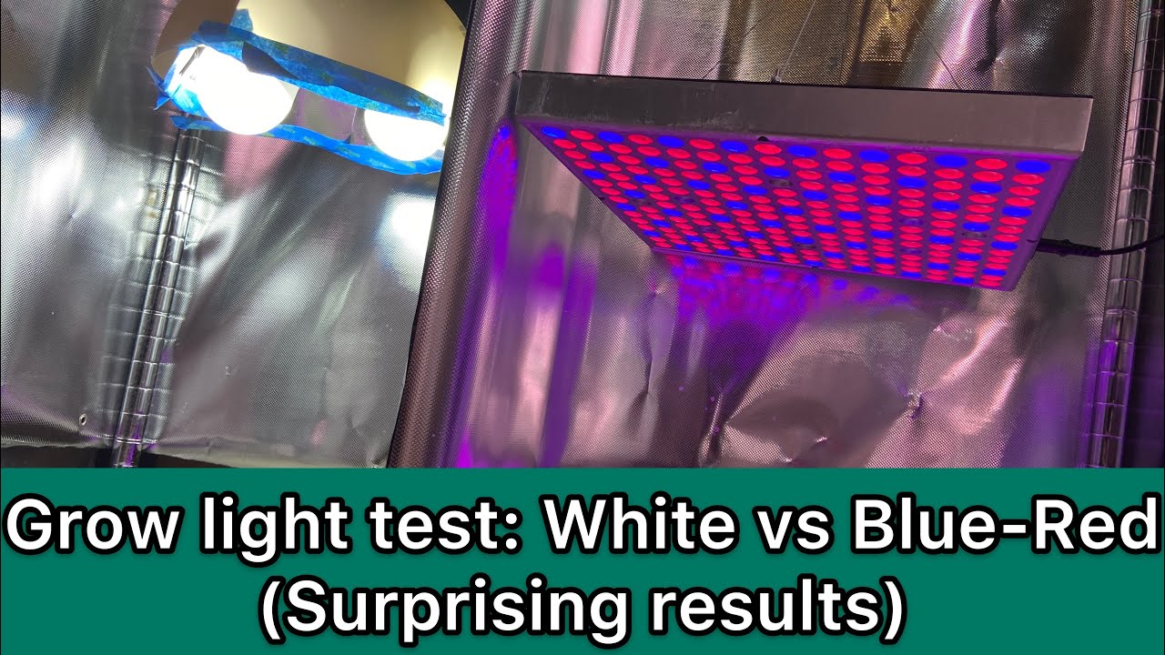 Etna Bløde fødder snigmord Grow Light Test: White vs Blue-Red LED light (Surprising result!) - YouTube
