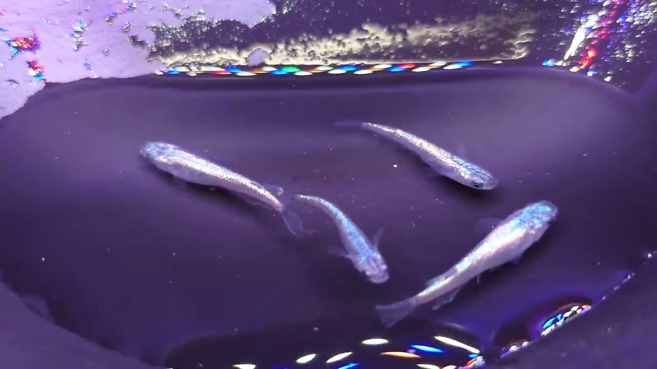 tk　雲仙晴海水遊 チェシア　まとめ売り tk 雲仙晴海水遊 チェシア まとめ売り Gift+ アズールレーン 雲仙 晴海