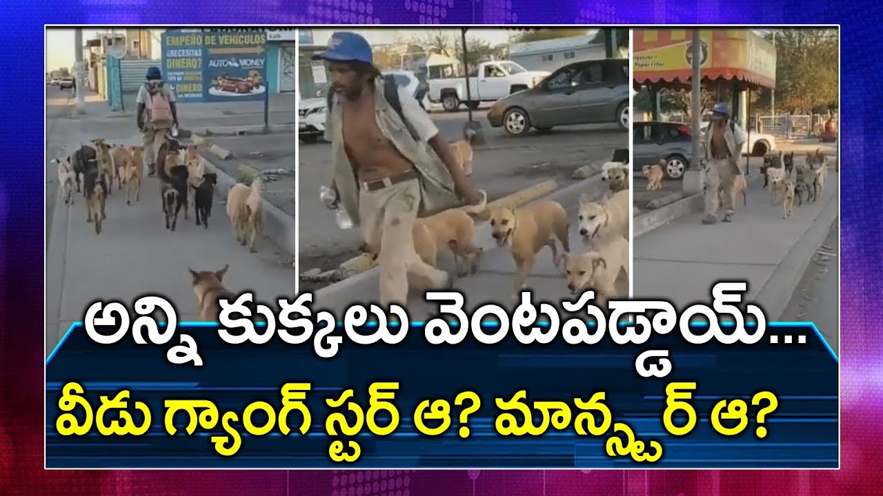 Viral Video: Watch So Many Dogs Following One Man| Wherever You Go We Will Follow| Oneindia Telugu Viral Video: Watch So Many Dogs Following One Man| Wherever You Go We Will Follow| Oneindia Telugu