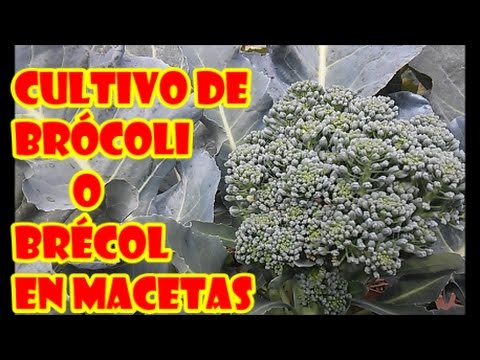 Video: ¿Puedes cultivar brócoli en macetas? - Cómo cultivar brócoli en contenedores