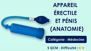 Appareil érectile et pénis (anatomie)