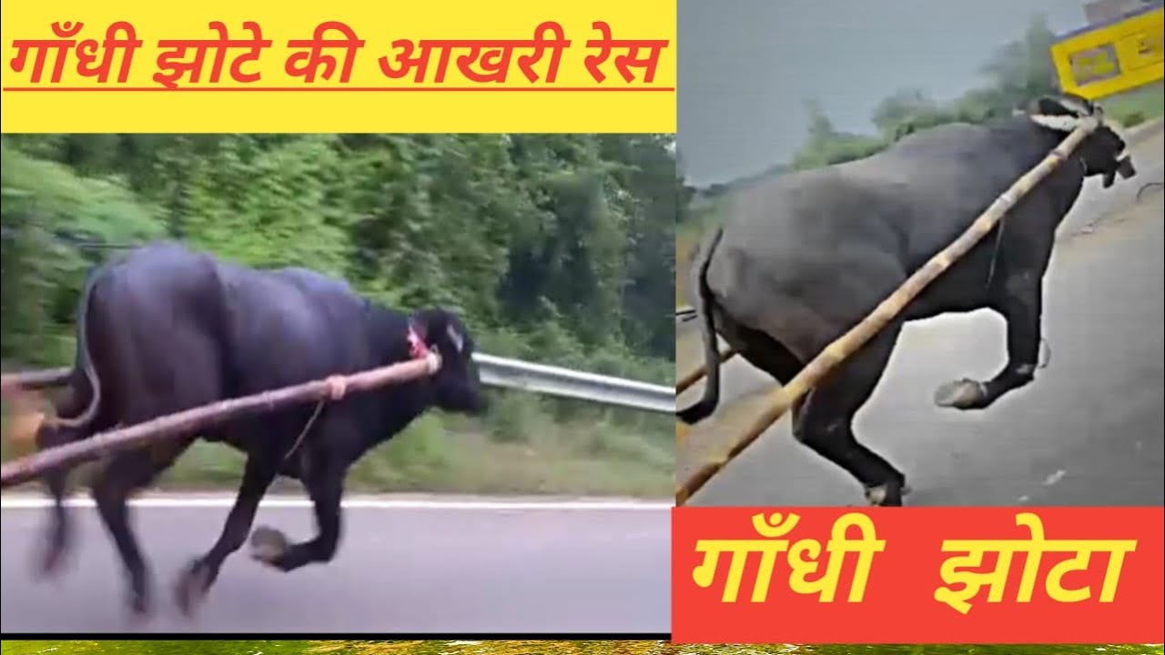 भूरा सैनी vs टिंकू बटावली wins 🏆 | गाँधी झोटा | gandhi jhotta | bhura saini vs Tinku batawali |