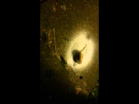 Video: Hoe Om Achatina-slakke Behoorlik Te Voer