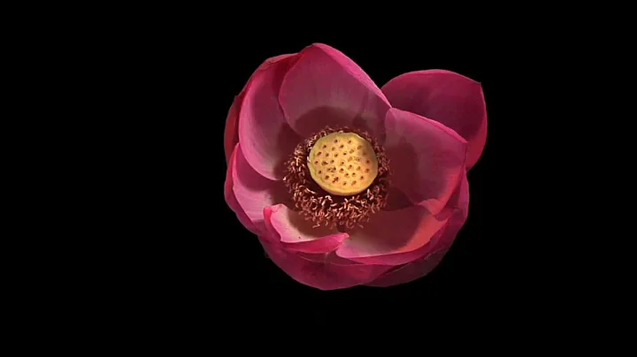 Lotus Flower Time Lapse - DayDayNews