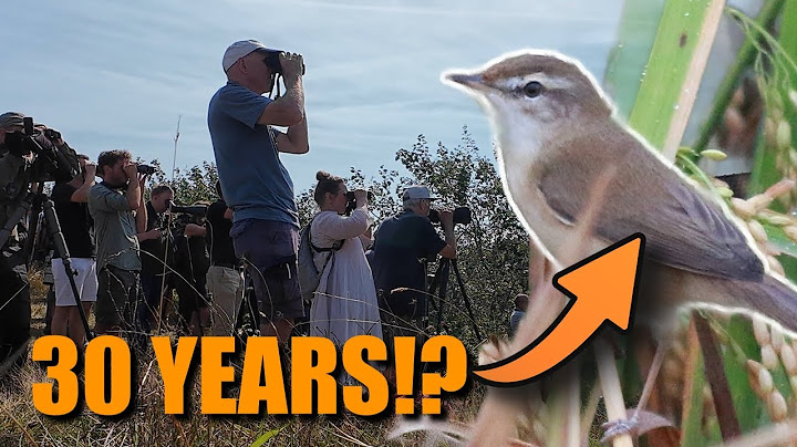 MEGA PADDYFIELD WARBLER in the Netherlands! FIRST IN 30 YEARS!