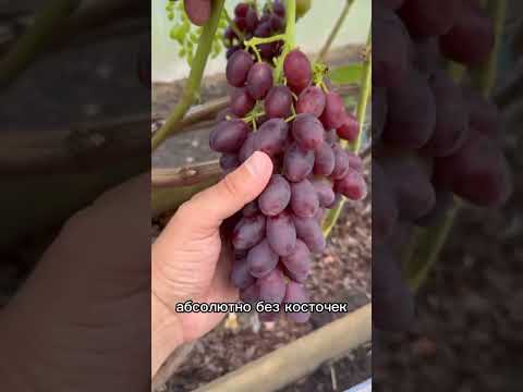 Video: Viinamarjasort 