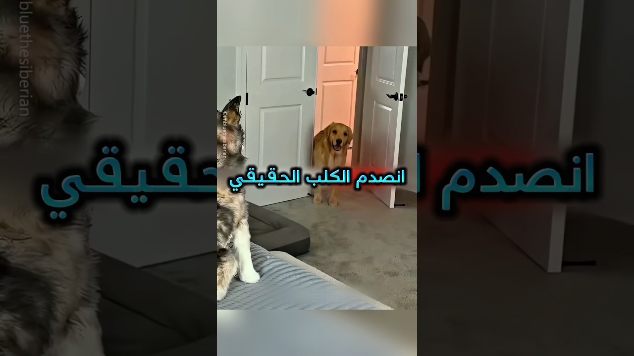 اشتري كلاب مزيفة ليشوف ردك فعل كلابه !! ❤️‍🩹 #youtubeshorts