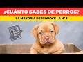 🐶 Lo que NADIE sabe sobre los perros (con quiz al final)
