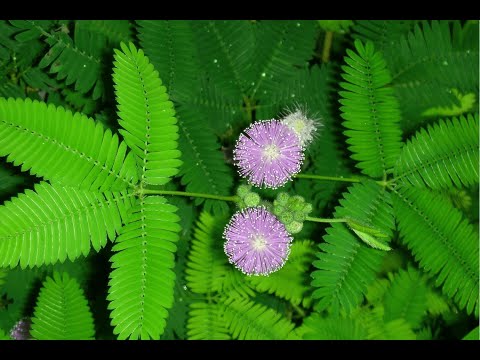 Video: Mimoza Turpshme Në Rritje (Mimosa Pudica)