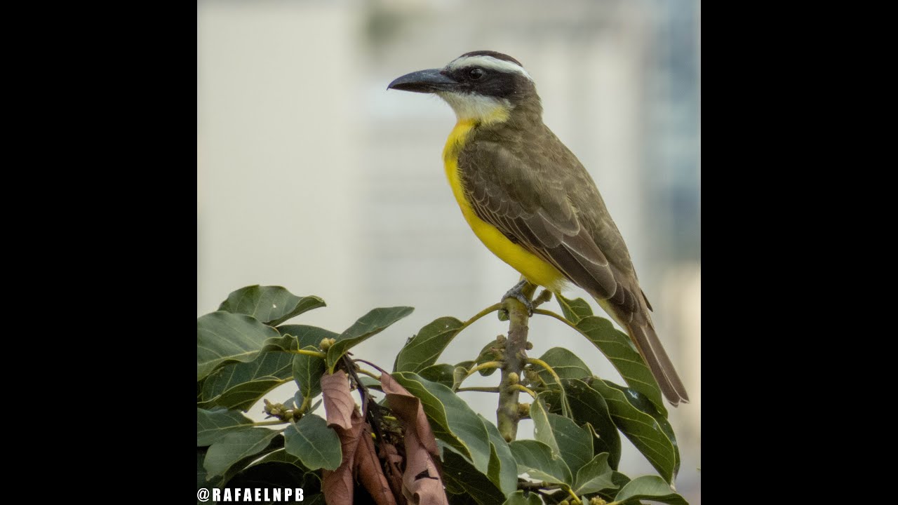 Nei-nei (Megarynchus pitangua) - Uberaba-MG