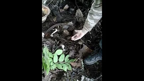 Мышь и ее потомство