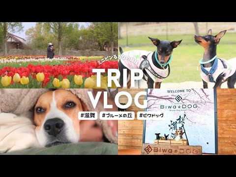 【犬連れ旅in滋賀】琵琶湖ドッグリゾート ビワドッグ,きてかーな,ブルーメの丘を散策vlog｜ミニチュアピンシャー