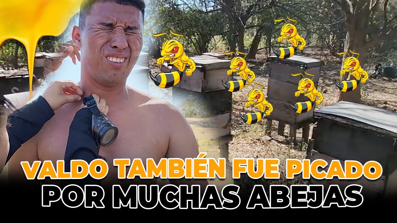 A Valdo no le fue nada bien pasar entre las colmenas y fue atacado por muchas abejas.