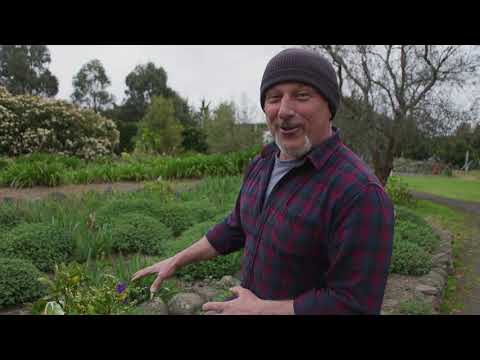 Video: Citrusblomningssäsong: När blommar citrusblommor