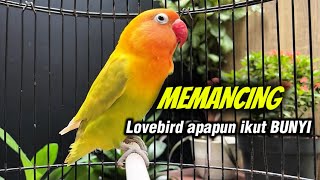 Suara Burung Lovebird Ngekek Panjang Putar Sebentar Pasti NYAMBAR
