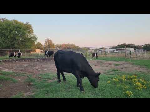 HAPPY FALL HAPPY COWS START EATING THE GREEN GRASS. #texaslife #beltedgalloway #cows