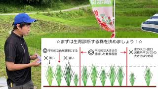 【JA佐渡水稲】穂肥指導会_230711