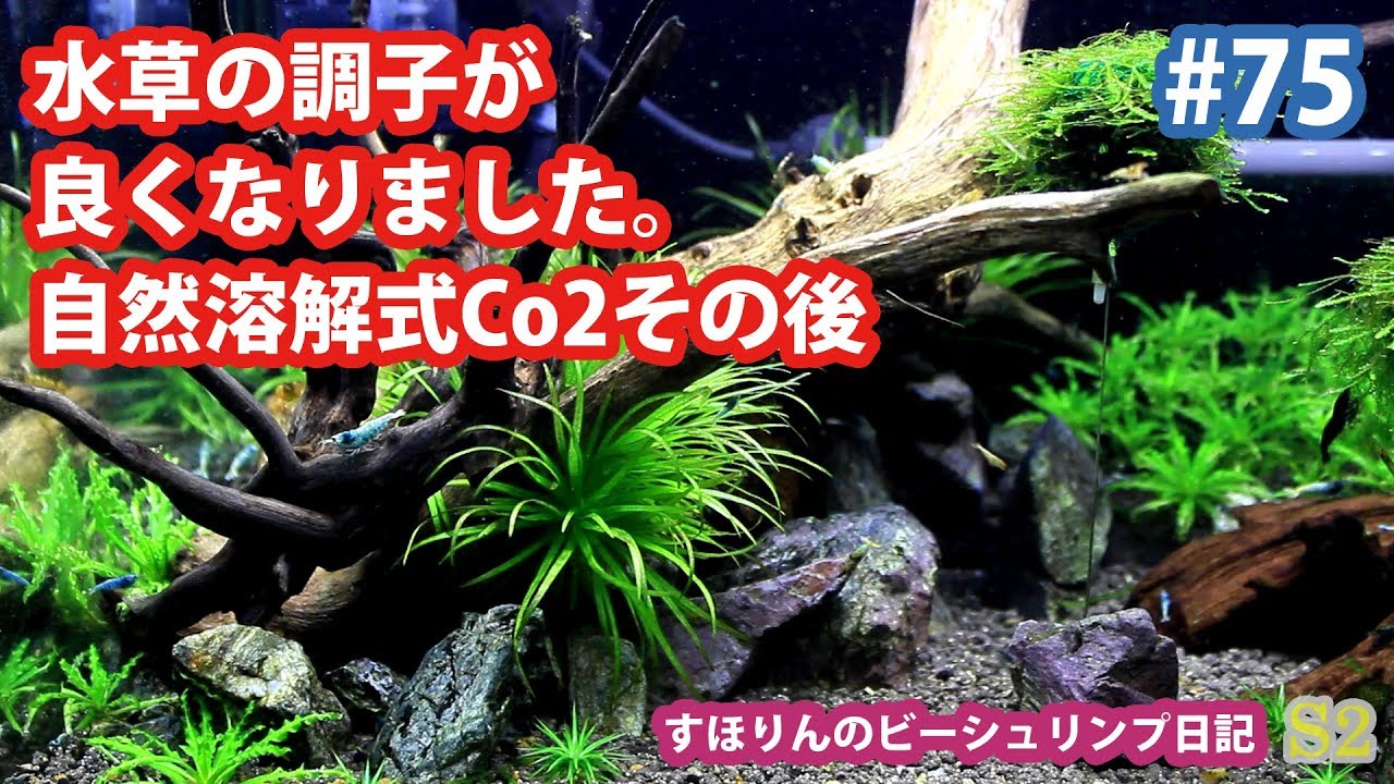 自然溶解式co2導入で水草の調子があがりました Youtube 自然溶解式co2導入で水草の調子があがりました Youtube