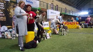 BEST IN SHOW - 2 группа пород (средние собаки). Чемпионат Армении. Выставка «Планета собак 2017» BEST IN SHOW - 2 группа пород (средние собаки). Чемпионат Армении. Выставка «Планета собак 2017»