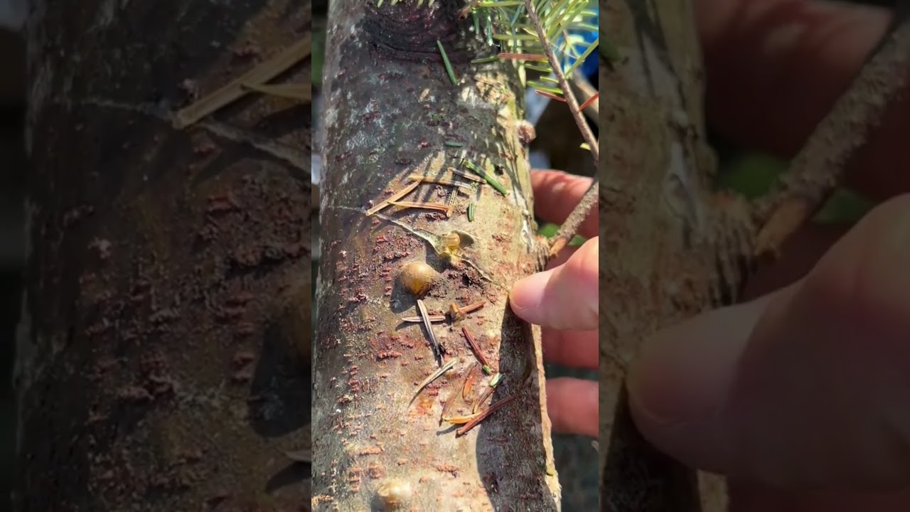 La Defensa Natural Más Sorprendente de los Árboles  