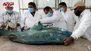 تحنيط سمكة نابليون المهددة بالإنقراض بمعهد علوم البحار بالغردقة بعد ضبطها بمخزن أسماك لبيعها