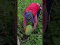 Aqui no Amazonas e Assim! 🌿 tradição e trabalho no campo