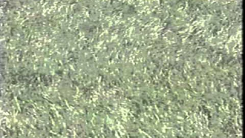 A Jerry Baker Gardening Special: Lawn Problems (19...