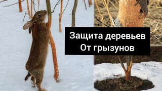 Защита плодовых деревьев от грызунов 🐭