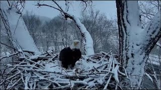 Decorah Eagles- UME 2 \& Mom  A Snow Covered Nest