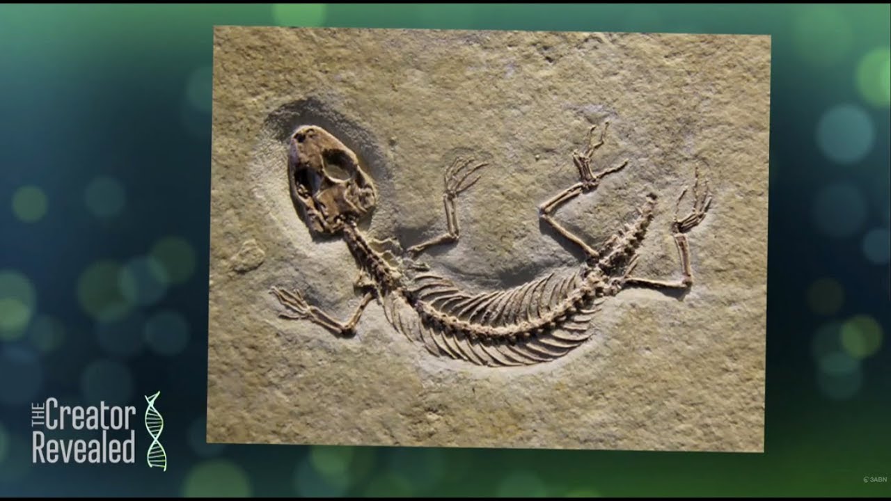 2 - “Design In Fossil Organisms” - The Creator Revealed - YouTube