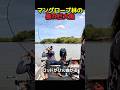 マングローブの暴れ巨大魚