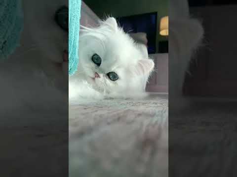 ياجمالوووو 