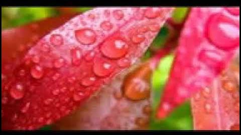 اية وتوكل على الحي الذي لا يموت سورة الفرقان الشيخ أبو بكر الشاطري