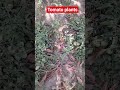 kaun hai vo log jinke video viral hote hain #tomatoes #viralvideo #video ##viralshorts #plants