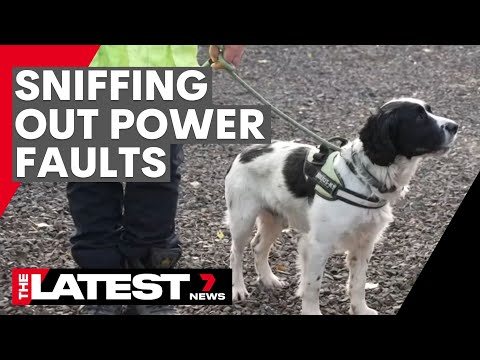 The dog trained to sniff out power failures | 7news