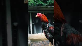 Pakhoy Maneedaeng ayam farm ayamimport ayambangkok binatang chicken hobby rooster thailand