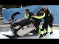 Orcas en Cautiverio Que Se Salieron de Control