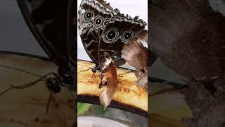 Garten Der Schmetterlinge