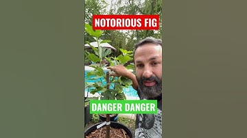 Be Careful Spreading Those Branches!