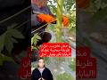 مش تخريب دي طريقة سحرية عشان البابايا تكبر وتبقى أحلى بابايا زراعة طرق سحرية معلومات دايلي