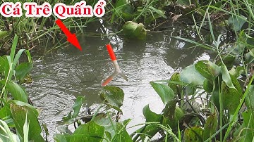 Câu Cá Trong Lùm Cỏ Hoang Đụng Ổ Cá Trê Khủng Quấn Ổ Lôi Liệt Phao