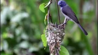 Sarang burung selendang biru/tledekan laut/sulingan laut sang induk sedang memberi pakan anaknya