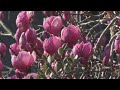 Весенний Кобулети (ქობულეთი), что цветёт в марте.