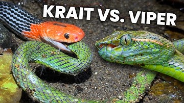 Fight to the death: Red-headed Krait vs. Pit Viper!