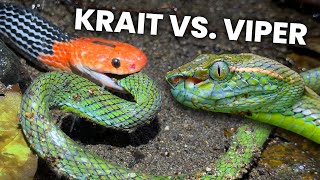 Fight to the death: Red-headed Krait vs. Pit Viper! Content