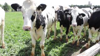 Dairy Farm Sustainability Award winner, Clovermead Farms