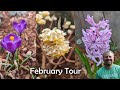 February Flower Tour and Pruning - Rose, Edgeworthia, Carex, St. John's Wort