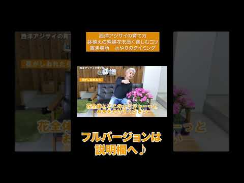 西洋アジサイの育て方 鉢植えの紫陽花を長く楽しむコツは置き場所を水やりのタイミング Shorts Youtube 西洋アジサイの育て方 鉢植えの紫陽花を長く楽しむコツは置き場所を水やりのタイミング Shorts Youtube