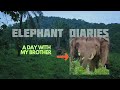 Kerala wild life photography  elephant brothers 4k   diary of two elephants  chapter 1 